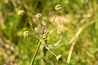 Oenanthe aquatica Oenanthe aquatica
